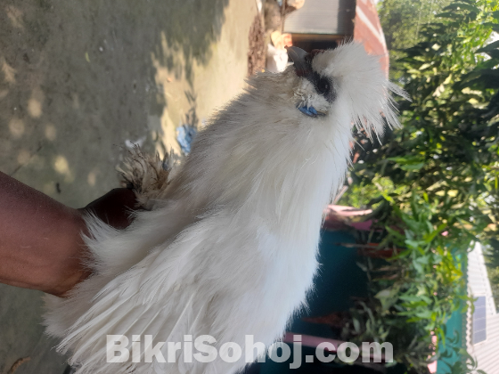 Silky & Cochin